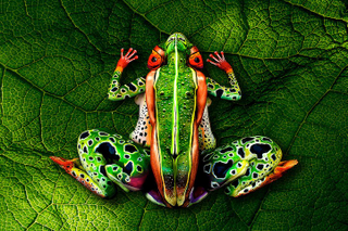 Illustration for article titled This chameleon is actually an amazing bodypainting